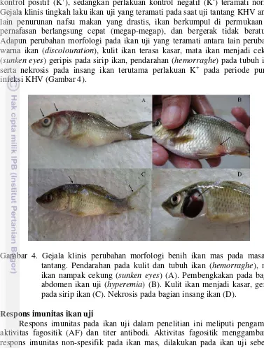 Gambar 4. Gejala klinis perubahan morfologi benih ikan mas pada masa uji 