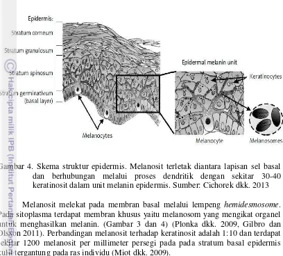 Gambar 4. Skema struktur epidermis. Melanosit terletak diantara lapisan sel basal 