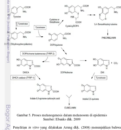 Gambar 5. Proses melanogenesis dalam melanosom di epidermis 