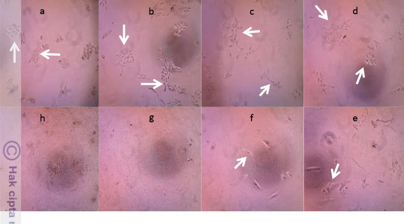 Gambar 9. Sel melanosit pada uji MTT ekstrak etanol 96% menggunakan inverted 