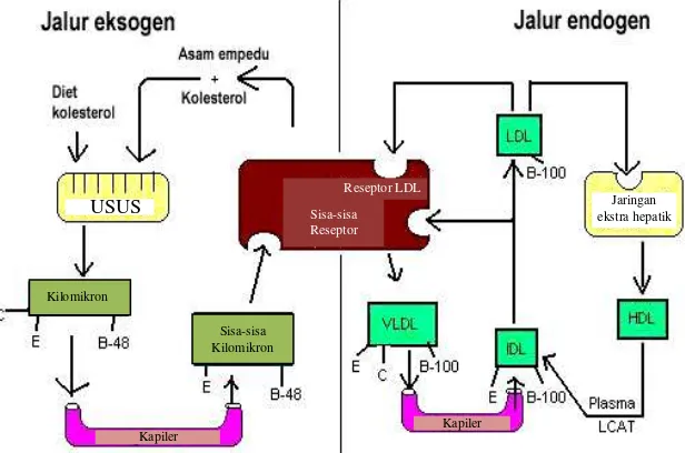 Gambar 6  Metabolisme lipoprotein. 