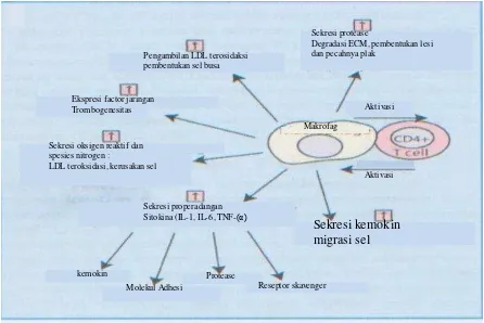 Gambar 10 Kaskade kejadian aterogenesis diawali oleh  makrofag yang berinteraksi dengan limfosit sel T teraktivasi dan  makrofag (Robertson & Hansson, 2005)