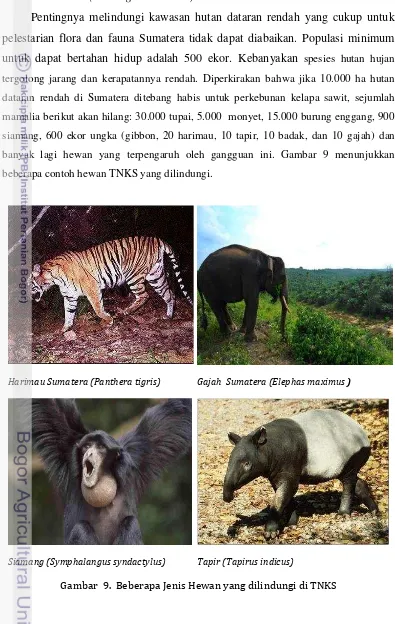 Gambar  9.  Beberapa Jenis Hewan yang dilindungi di TNKS 