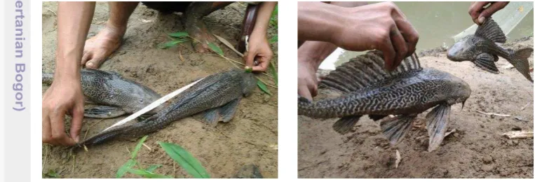 Gambar 4  Ikan Sapu-sapu (Pterygoplichthys sp)  di Sungai Belumai 