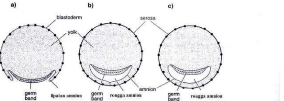 Gambar  4  Perkembangan ‘amnion cavity’ (Chapman 1998) 