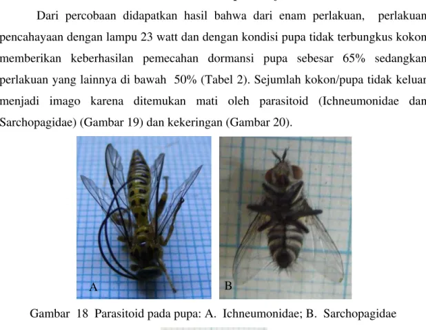 Gambar  18  Parasitoid pada pupa: A.  Ichneumonidae; B.  Sarchopagidae  
