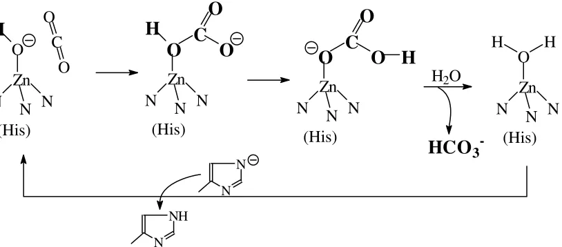 Figure 6. Desoxy and oxy forms of haemoglobin/myoglobin. The central ligand system, protoporphyrin IX, is shown here without the characteristic ring substituents