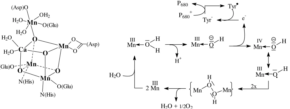 Figure 16. Organisation of the metal cluster in the oxygen evolving centre (left), and the presumed catalytic process of water oxidation (right)