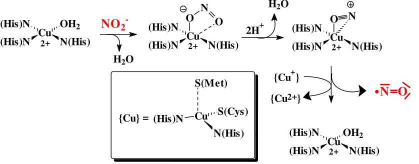 Figure 17. The course of reaction catalysed by nitritereductase.  