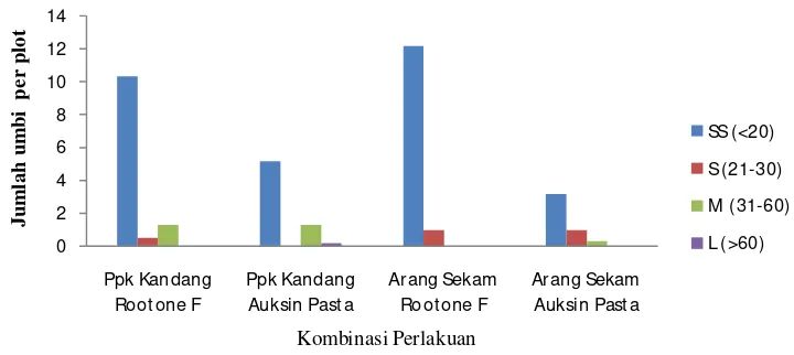 Gambar 6. Pengaruh media tanam dan jenis auksin terhadap jumlah umbi per plot 