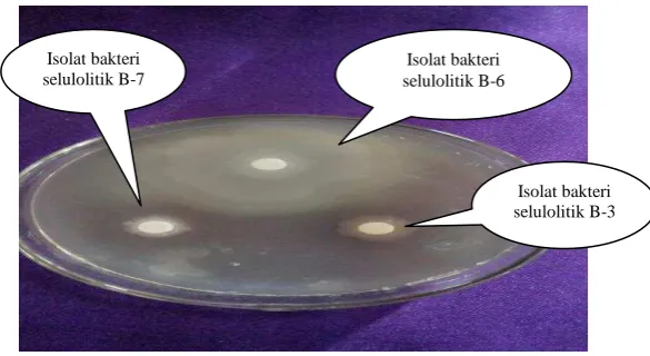 Gambar 2. Zona bening (aktivitas CMC-ase) isolat bakteri selulolitik 