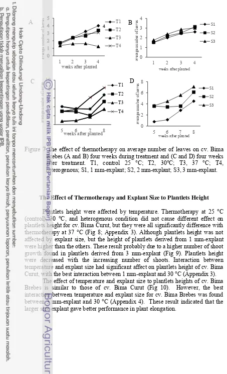 Figure 7 The effect of thermotherapy on average number of leaves on cv. Bima 