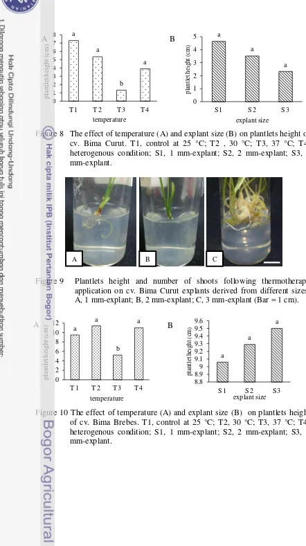 Figure 9 Plantlets height and number of shoots following thermotherapy 