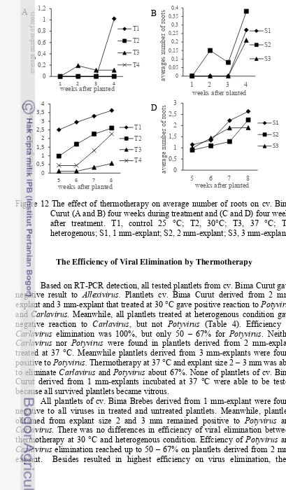 Figure 12 The effect of thermotherapy on average number of roots on cv. Bima 