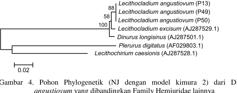 Gambar 4. Pohon Phylogenetik (NJ dengan model kimura 2) dari DNA L.