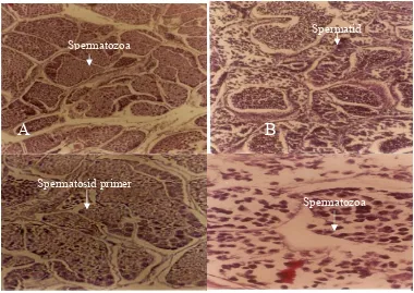 Gambar 13 Struktur histologis tubuli testis/gonad jantan ketam kelapa C memperlihatkan tubuli dengan sel spermatogenik pada berbagai tahap yaitu (B)., spermatid (C)