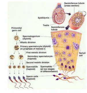 Gambar 6. Proses spermatogenesis 