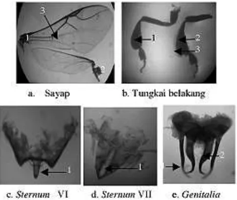 Gambar 1. Morfologi pekerja dan drone lebah Trigona spp.:a. Sayap (1. depan; 2. belakang; 3