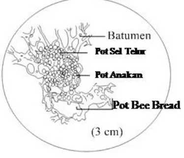 Gambar 3. Struktur internal sarang lebah Trigona spp. pada tempurung kelapa.