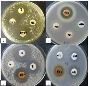 Gambar 6 Zona hambatan yang terbentuk dari aktivitas EEP terhadap bakteri dan fungi. (a) S