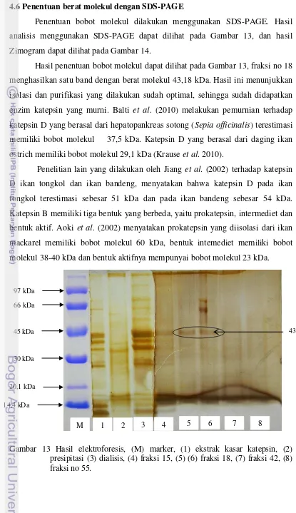 Gambar 13 Hasil elektroforesis, (M) marker, (1) ekstrak kasar katepsin, (2) 