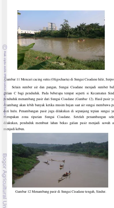 Gambar 12 Menambang pasir di Sungai Cisadane tengah, Sindur. 