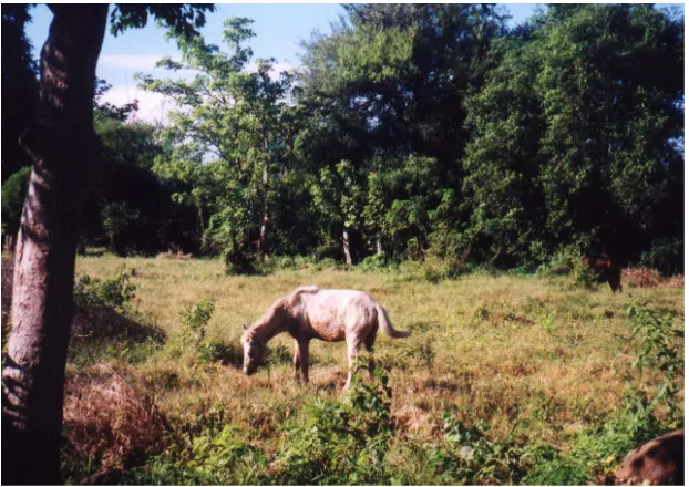 Gambar 8. Pemeliharaan kuda Sumbawa di Kabupaten Dompu 