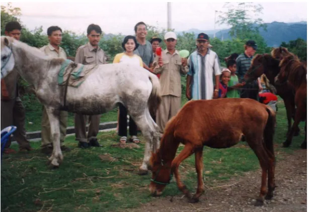 Gambar 10. Pemeliharaan kuda Sumbawa di Kabupaten Bima. 
