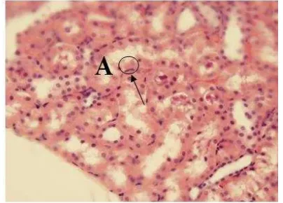 Gambar 5.Gambaran mikroskopis ginjaltikus putih yang diinduksi