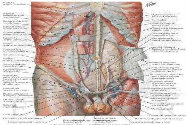 Gambar 2.2 anatomi otot abdomen 