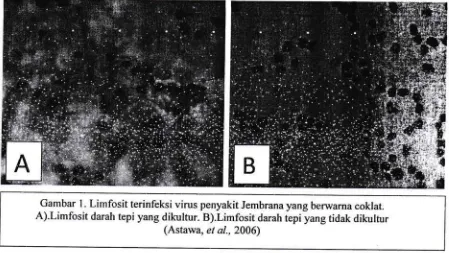Gambar l. A).Limfosit Limfosit terinfeksi virus penyakit Jembran ayangberwarna coklat.darah tepi yang dikultur