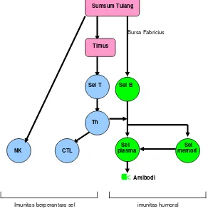Gambar 2  Mekanisme secara umum sistem imun (Cann 1997) 