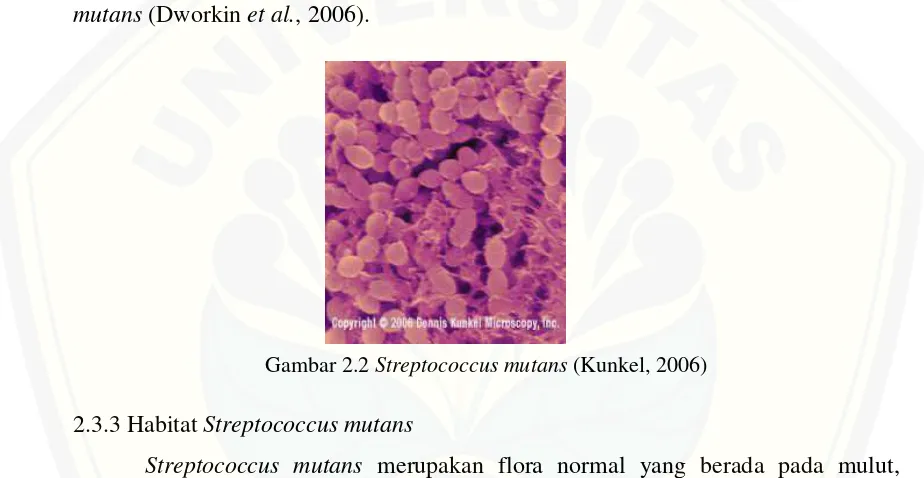 Gambar 2.2 Streptococcus mutans (Kunkel, 2006) 