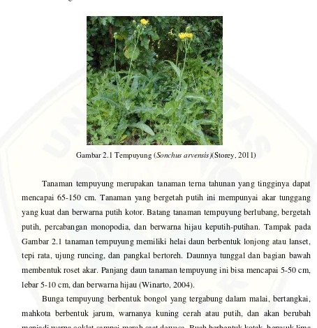 Gambar 2.1 Tempuyung (Sonchus arvensis)(Storey, 2011)  