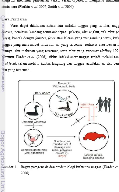 Gambar 1.  Bagan patogenesis dan epidemiologi influenza unggas (Harder et al. 