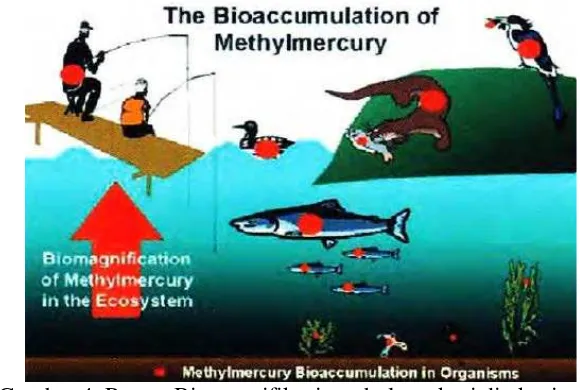 Gambar 4. Proses Biomagnifikasi methyl merkuri di ekosistem  
