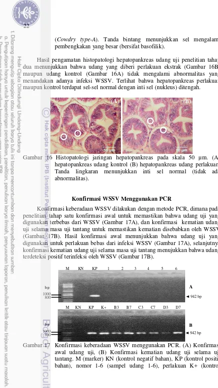 Gambar 17  Konfirmasi keberadaan WSSV menggunakan PCR. (A) Konfirmasi awal udang uji, (B) Konfirmasi kematian udang uji selama uji tantang