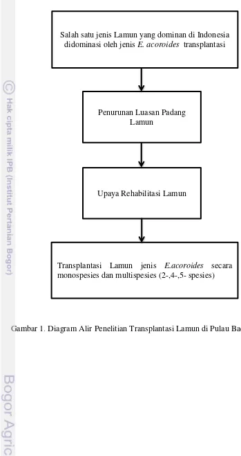 Gambar 1 . Diagram Alir Penelitian Transplantasi Lamun di Pulau Badi 