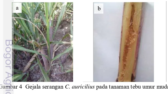 Gambar 4  Gejala serangan C. auricilius pada tanaman tebu umur muda 
