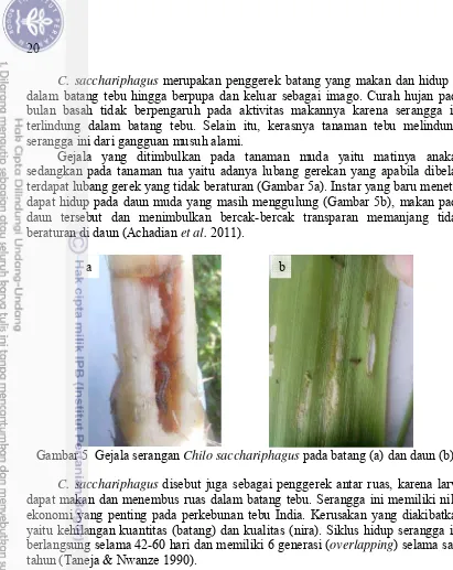 Gambar 5  Gejala serangan Chilo sacchariphagus pada batang (a) dan daun (b) 