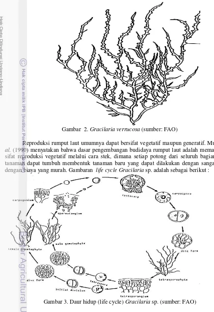 Gambar 3. Daur hidup (life cycle) Gracilaria sp. (sumber: FAO) 
