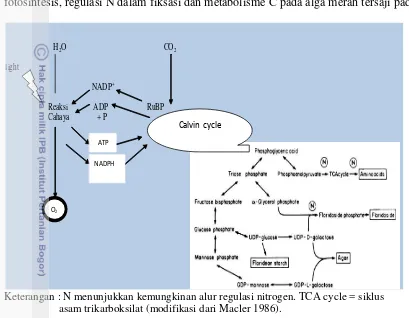 Gambar 4.  Regulasi N dalam fiksasi dan metabolisme C hasil fotosintesis  Citric Acid Cycle= Kreb‟s Cycle (Modifi