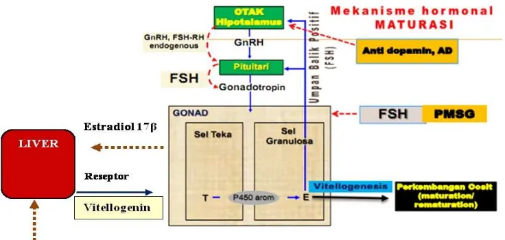 Gambar 1. Modifikasi diagram alur mekanisme kerja hormon dan nutrisi perlakuan induksi maturasi (Sudrajat 2010)