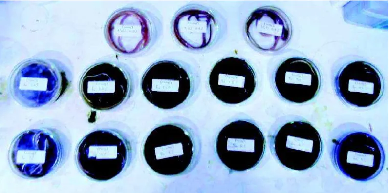 Gambar 1. Berbagai perlakuan uji vermisidal cacing Ascaris suum dalam cawan petri. 