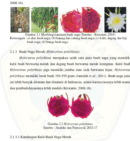 Gambar 2.1 Morfologi tanaman buah naga (Sumber : Kristanto, 2014) 