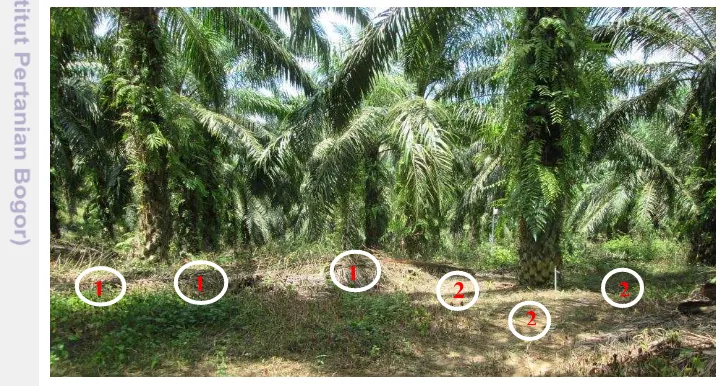 Gambar 2 Titik pengambilan contoh tanah di perkebunan kelapa sawit 
