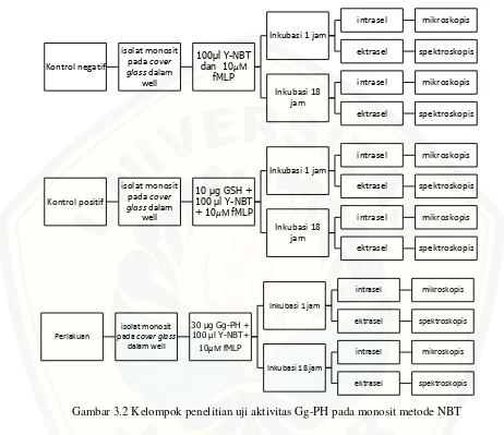 Gambar 3.2 Kelompok penelitian uji aktivitas Gg-PH pada monosit metode NBT 