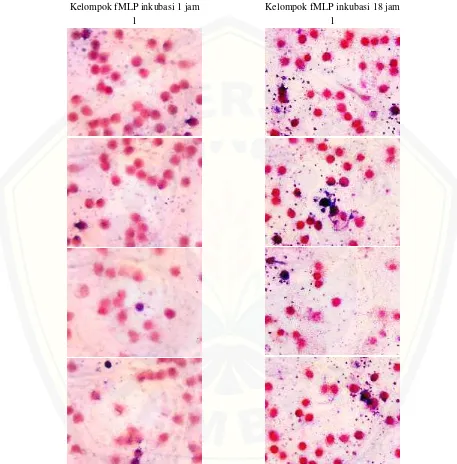 Gambar mikroskopis kelompok monosit yang hanya diberi fMLP tanpa dipapar antioksidan,  inkubasi 1 dan 18 jam