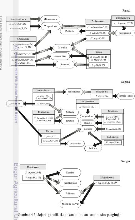 Gambar 4-3. Jejaring trofik ikan-ikan dominan saat musim penghujan 