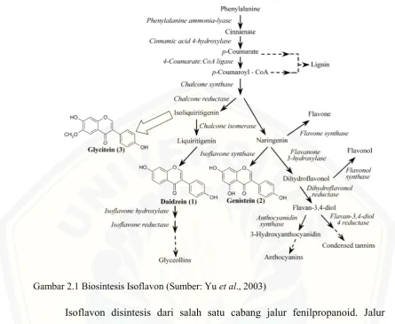 Gambar 2.1 Biosintesis Isoflavon (Sumber: Yu et al., 2003) 